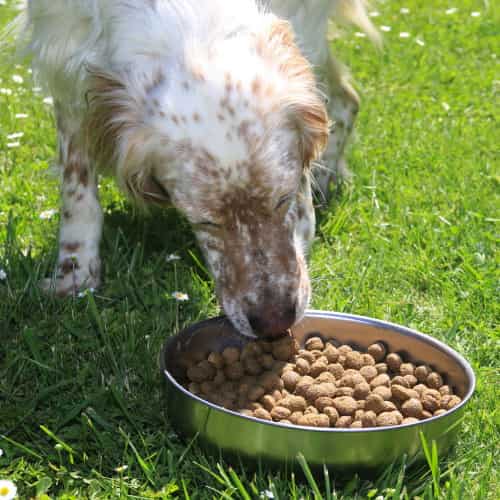 Il Mio Cane Non Mangia! Come Far Tornare l'Appetito | Dogbauer